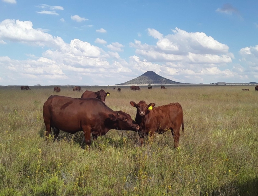Commercial Property for Sale in Edenburg Free State